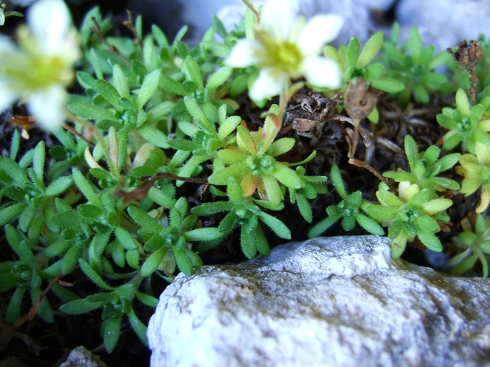 Saxifraga exarata / Sassifraga solcata